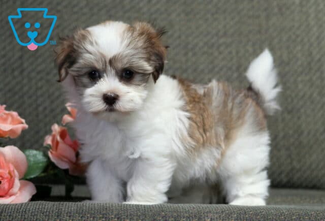Fluffy white and cream Havanese puppy standing on a gray chair beside soft pink roses, featuring a plush coat, curled tail, and an alert, inquisitive expression perfect for a family companion. image