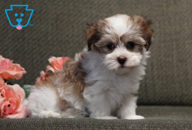 Fluffy cream and white Havanese puppy sitting on a gray chair beside blush pink roses, featuring a soft wavy coat, tiny button nose, and a gentle, curious expression that captures its sweet personality. image