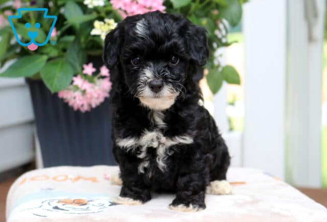 Lovey Yorkiepoo image