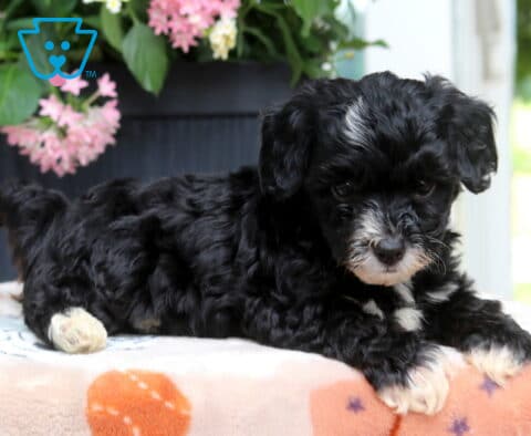 Lovey Yorkiepoo2