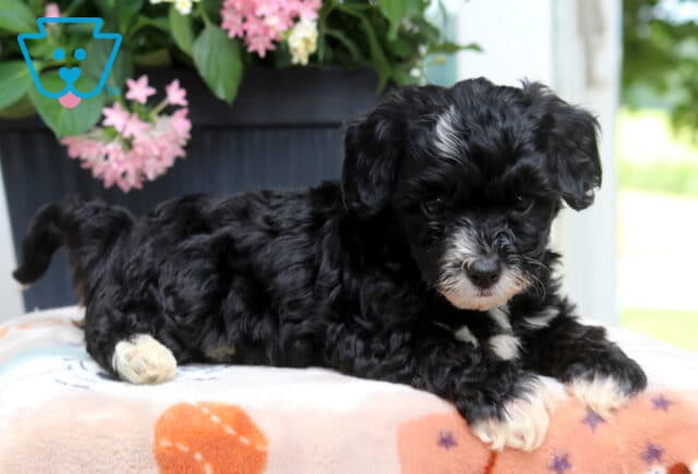 Lovey Yorkiepoo2 image