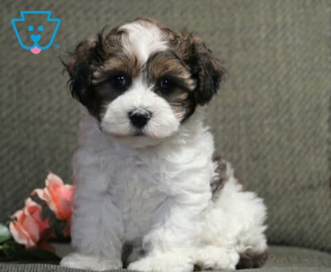 Fluffy Havanese puppy with a soft white and chocolate coat sitting on a gray chair beside blush pink roses, showing sweet dark eyes and an irresistibly cuddly expression.
