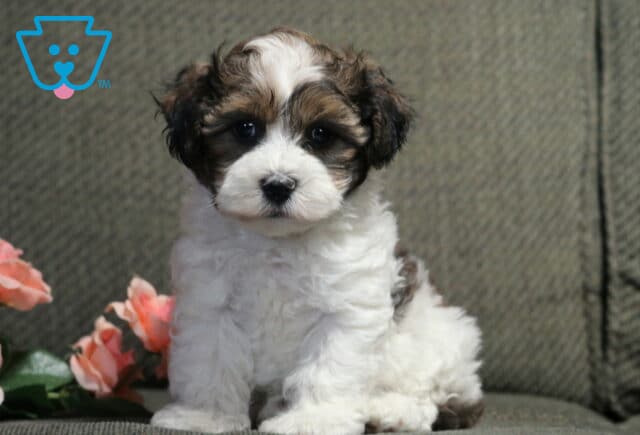Fluffy Havanese puppy with a soft white and chocolate coat sitting on a gray chair beside blush pink roses, showing sweet dark eyes and an irresistibly cuddly expression. image