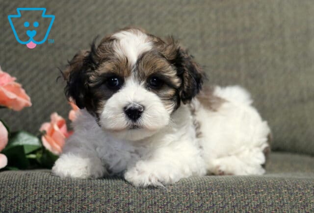 Adorable Havanese puppy with a fluffy white and brown coat lying comfortably on a gray chair, accented by soft pink roses and a gentle, soulful expression. image