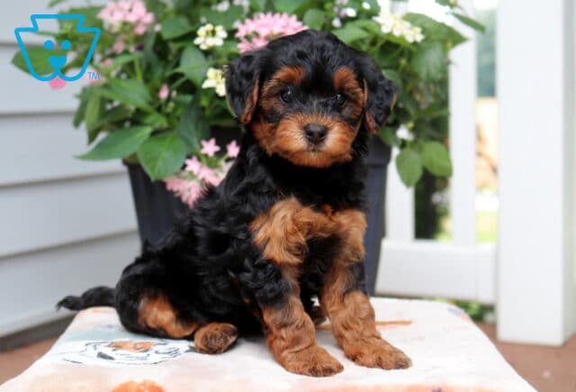 Luna Yorkiepoo image