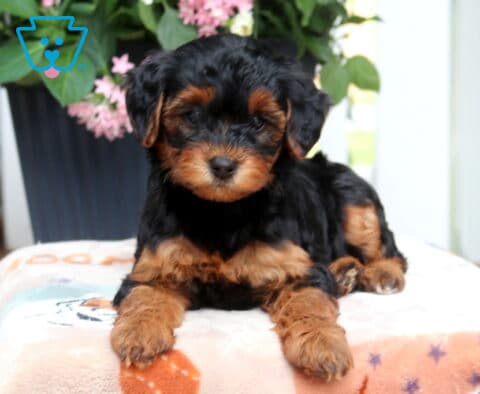 Luna Yorkiepoo2