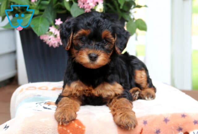 Luna Yorkiepoo2 image