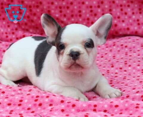 White and blue French Bulldog puppy relaxing on a vibrant pink polka-dot blanket, featuring a blue patch over one eye and shoulder, upright ears, and a bright, curious expression.