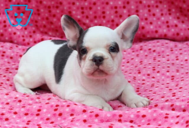 White and blue French Bulldog puppy relaxing on a vibrant pink polka-dot blanket, featuring a blue patch over one eye and shoulder, upright ears, and a bright, curious expression. image