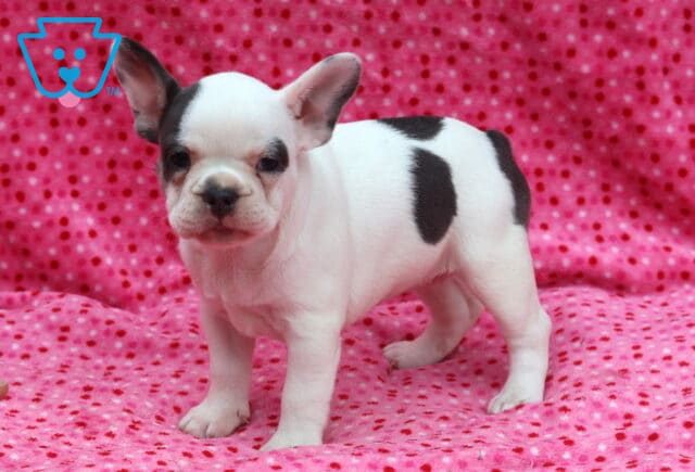 White and blue French Bulldog puppy standing on a bright pink polka-dot blanket, showcasing striking blue patches, large upright ears, and a sturdy, playful stance. image