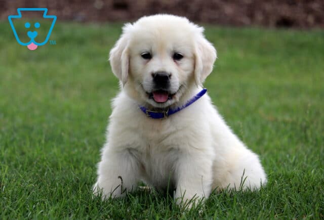 Mable Eng Cream Golden image
