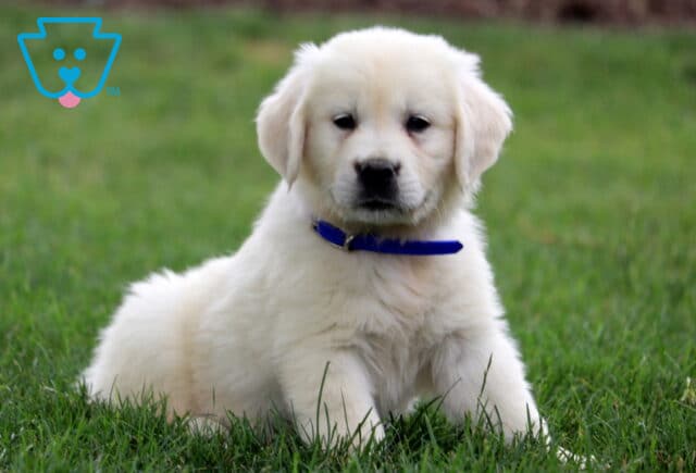 Mable Eng Cream Golden2 image