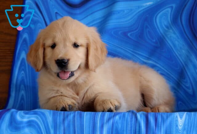 Mable Golden image