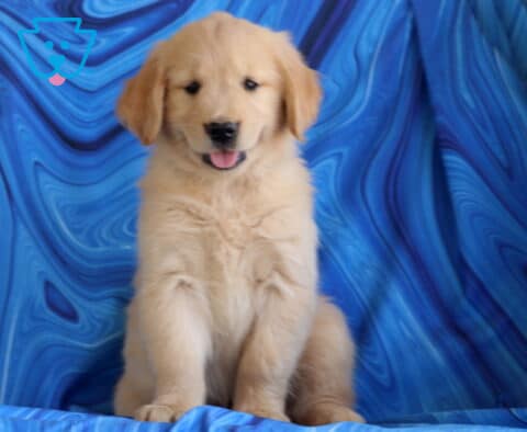 Mable Golden2