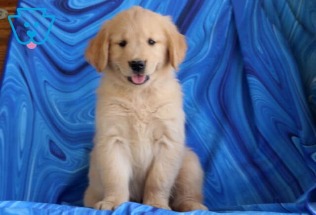 Mable Golden2 image