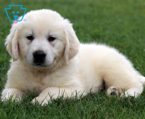 Macho Eng Cream Golden