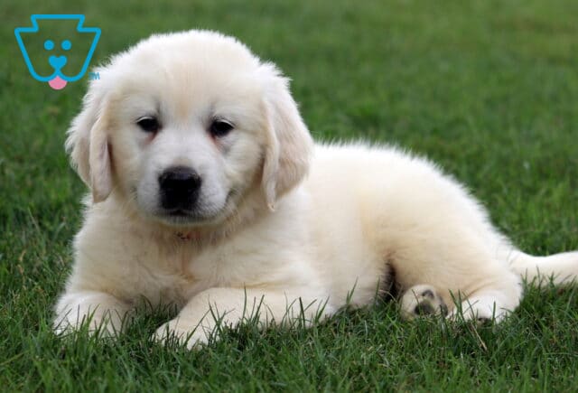 Macho Eng Cream Golden image