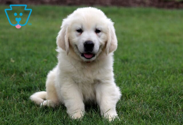 Macho Eng Cream Golden2 image