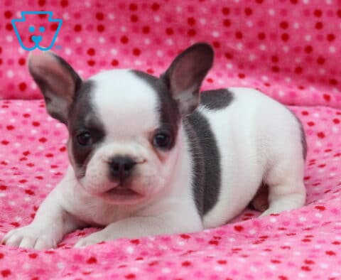 White and blue French Bulldog puppy lying on a soft pink polka-dot blanket, featuring one blue eye patch, oversized ears, and a calm, curious expression.