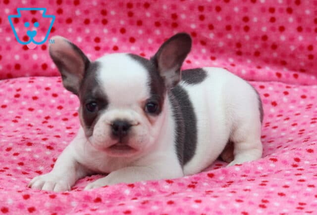 White and blue French Bulldog puppy lying on a soft pink polka-dot blanket, featuring one blue eye patch, oversized ears, and a calm, curious expression. image