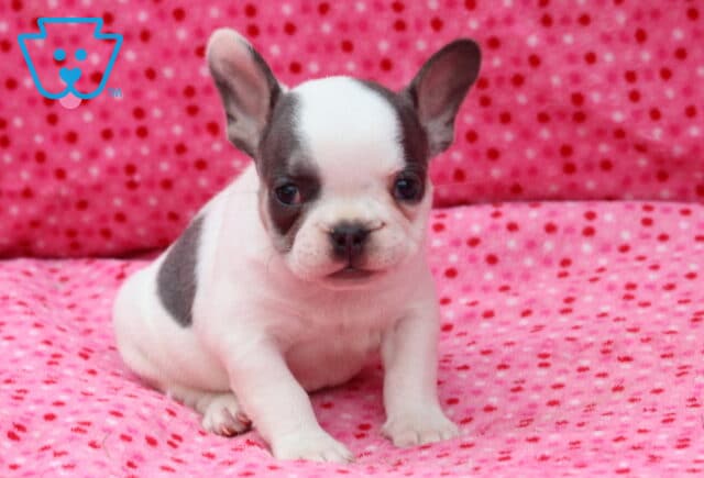 White and blue French Bulldog puppy sitting on a bright pink polka-dot blanket, with a blue patch over one eye, perky bat ears, and a sweet, alert expression. image