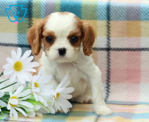 Macy Cavalier