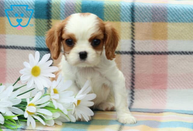 Macy Cavalier image