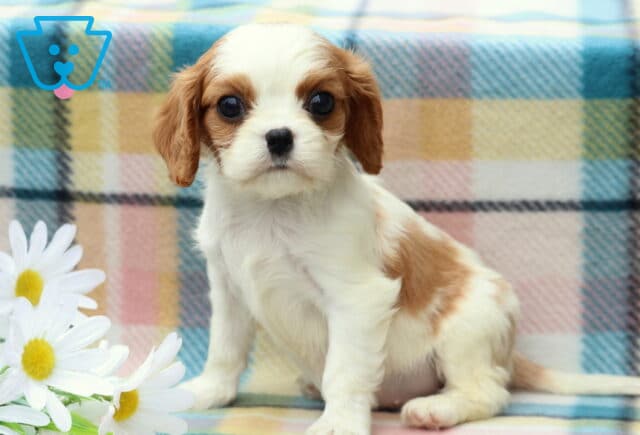 Macy Cavalier2 image