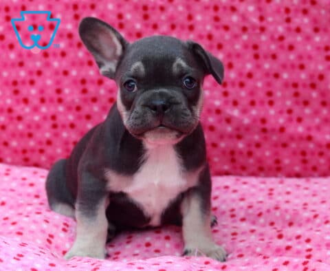 Blue French Bulldog puppy with a white chest sitting on a pink polka-dot blanket, featuring one upright ear and one floppy ear, with a sweet, curious expression.