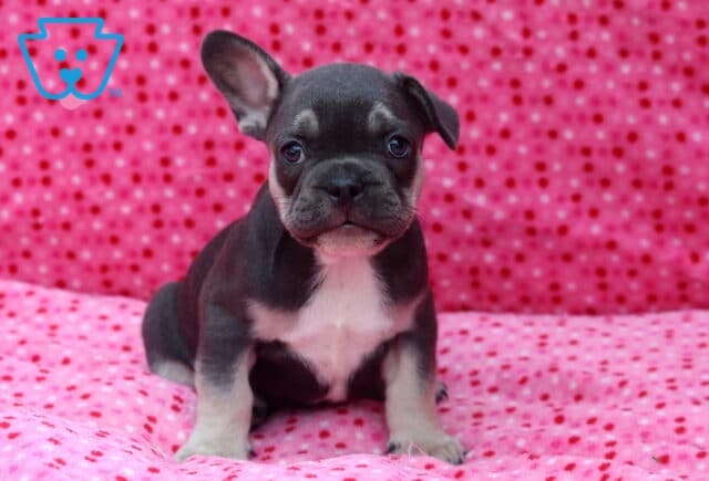Blue French Bulldog puppy with a white chest sitting on a pink polka-dot blanket, featuring one upright ear and one floppy ear, with a sweet, curious expression. image