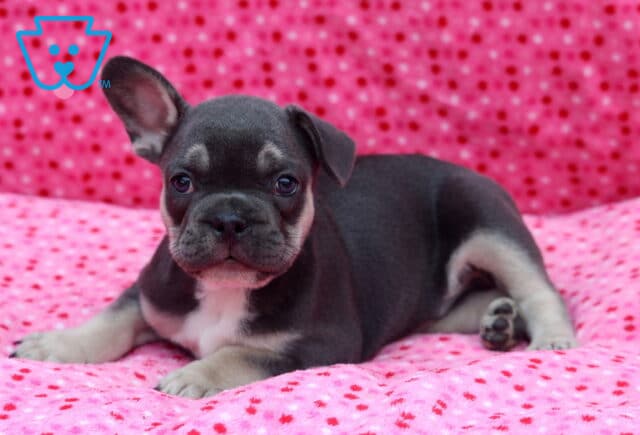 Blue French Bulldog puppy with a white chest lounging on a pink polka-dot blanket, looking directly at the camera with one ear perked up and the other flopped to the side. image