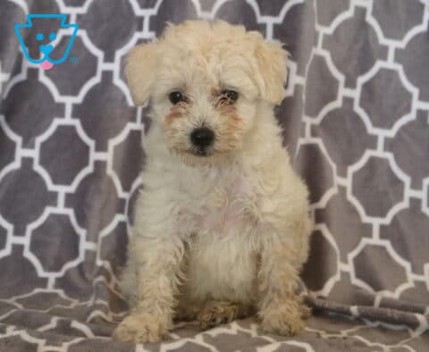 Cute white Maltipoo puppy with a fluffy, curly coat sitting on a gray patterned blanket, looking attentively at the camera with warm brown eyes and a sweet, gentle expression.