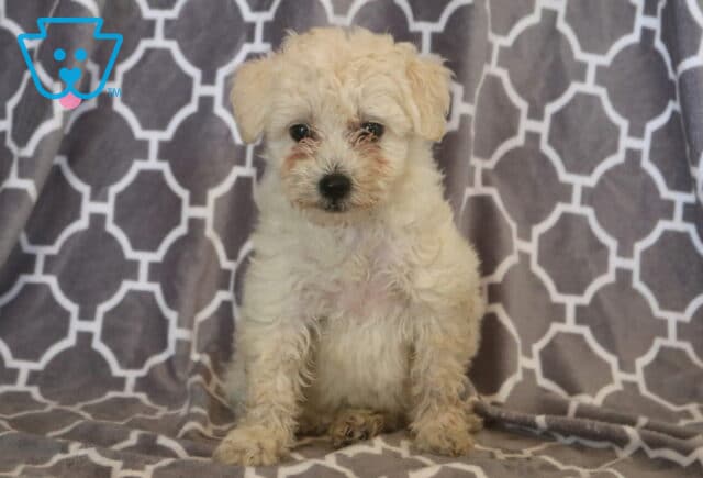 Cute white Maltipoo puppy with a fluffy, curly coat sitting on a gray patterned blanket, looking attentively at the camera with warm brown eyes and a sweet, gentle expression. image