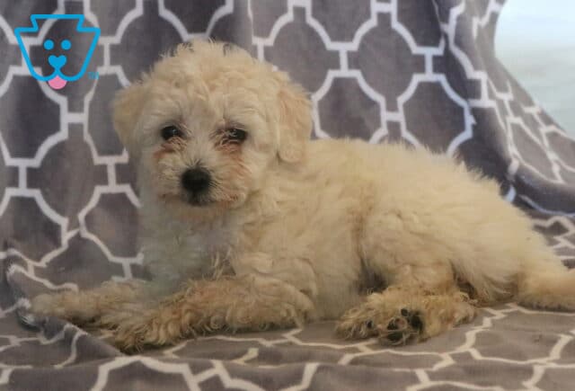 Adorable cream Maltipoo puppy with a fluffy, curly coat lounging on a gray patterned blanket, gazing softly at the camera with dark eyes and a relaxed, cuddly pose. image