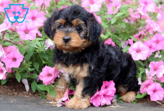 Adorable black and tan Yorkiepoo puppy sitting among vibrant pink petunias, featuring a soft wavy coat, expressive dark eyes, and a sweet face in a colorful garden setting. image