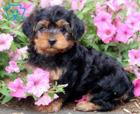 Black and tan Yorkiepoo puppy with a fluffy wavy coat sitting among blooming pink petunias, looking directly at the camera with bright eyes and an alert, curious expression.