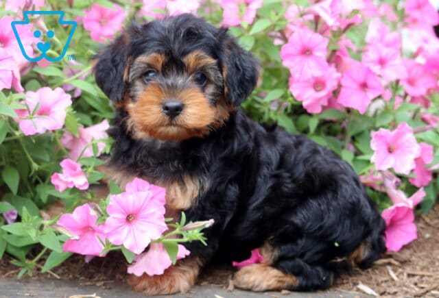 Black and tan Yorkiepoo puppy with a fluffy wavy coat sitting among blooming pink petunias, looking directly at the camera with bright eyes and an alert, curious expression. image