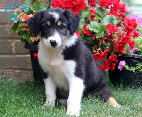 Charming tricolor Border Collie puppy sitting attentively on fresh green grass, featuring a fluffy black, white, and tan coat with alert eyes, surrounded by vibrant red and pink flowering plants in a garden.