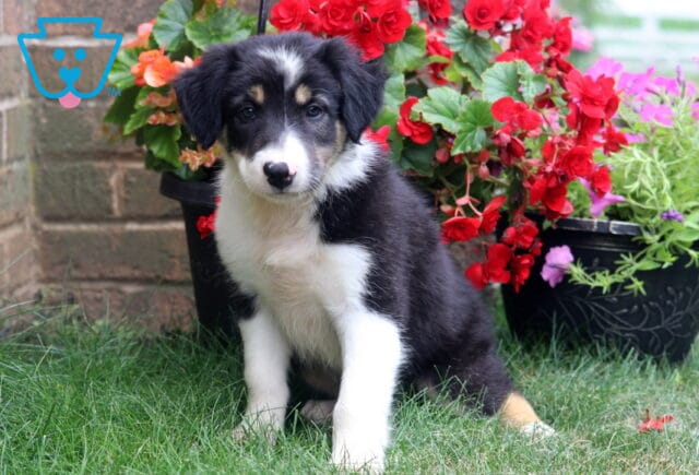 Charming tricolor Border Collie puppy sitting attentively on fresh green grass, featuring a fluffy black, white, and tan coat with alert eyes, surrounded by vibrant red and pink flowering plants in a garden. image