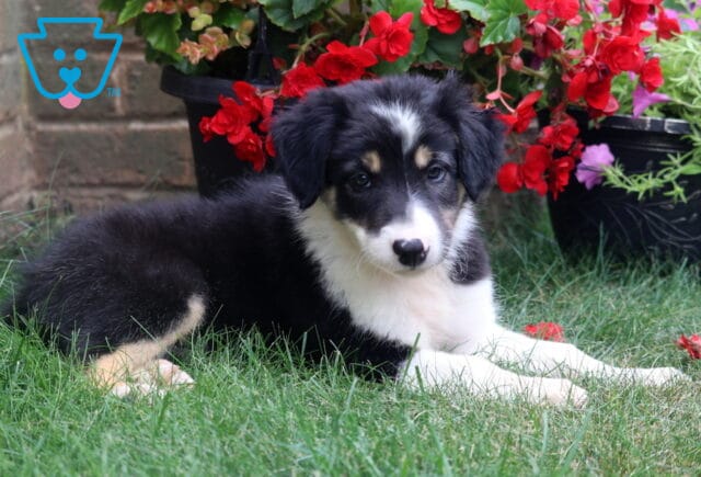 Handsome tricolor Border Collie puppy relaxing on green grass, showing off a plush black, white, and tan coat with an alert expression, posed in front of colorful red blossoms and bright pink flowers in a garden. image