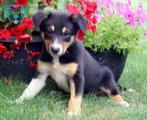 Playful tri-colored Border Collie puppy sitting on the grass in front of vibrant red and pink flowers, with a black, white, and tan coat, bright white chest, and an energetic pose ready for adventure.