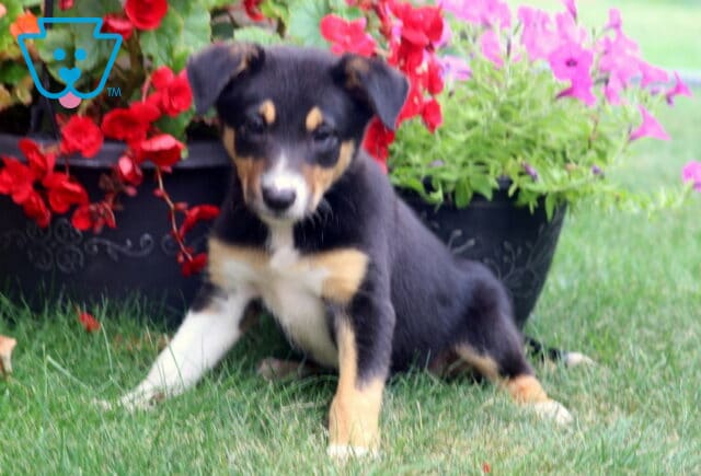 Playful tri-colored Border Collie puppy sitting on the grass in front of vibrant red and pink flowers, with a black, white, and tan coat, bright white chest, and an energetic pose ready for adventure. image
