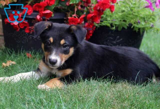 Tri-colored Border Collie puppy stretched out on lush green grass beneath colorful flower planters, featuring a sleek black coat with tan points, white paws, and a gentle, attentive gaze. image