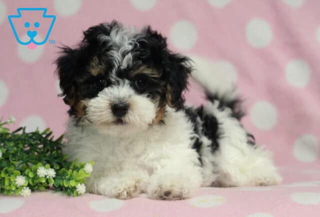 Havanese puppy with a fluffy black, white, and tan coat lying on a pink polka dot blanket, featuring soft curly fur, expressive dark eyes, and a relaxed pose beside decorative greenery. image