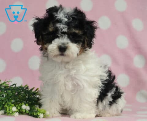 Havanese puppy with a fluffy black and white coat sitting on a pink polka dot blanket, highlighting soft wavy fur, dark soulful eyes, and an adorable upright pose beside decorative greenery.