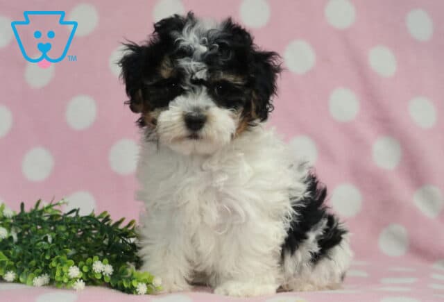 Havanese puppy with a fluffy black and white coat sitting on a pink polka dot blanket, highlighting soft wavy fur, dark soulful eyes, and an adorable upright pose beside decorative greenery. image