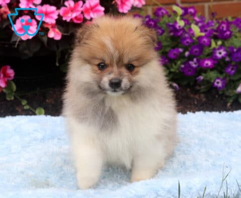 Fluffy orange sable Pomeranian puppy standing on a soft blue blanket, featuring a plush cream-and-tan coat, dark round eyes, and a sweet teddy bear face, with bright pink and purple flowers in the background.