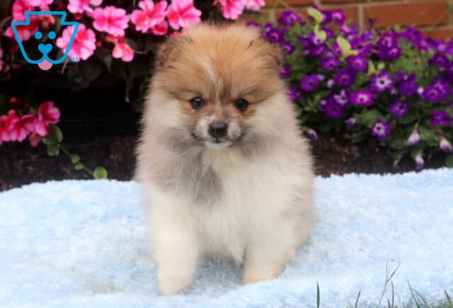 Fluffy orange sable Pomeranian puppy standing on a soft blue blanket, featuring a plush cream-and-tan coat, dark round eyes, and a sweet teddy bear face, with bright pink and purple flowers in the background. image