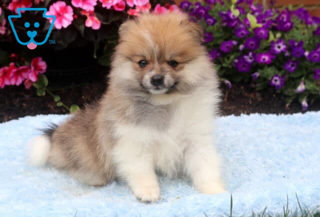 Fluffy orange sable Pomeranian puppy sitting on a soft blue blanket, featuring a thick cream-and-tan coat, dark expressive eyes, and a fluffy white-tipped tail, with colorful pink and purple flowers blooming in the background. image