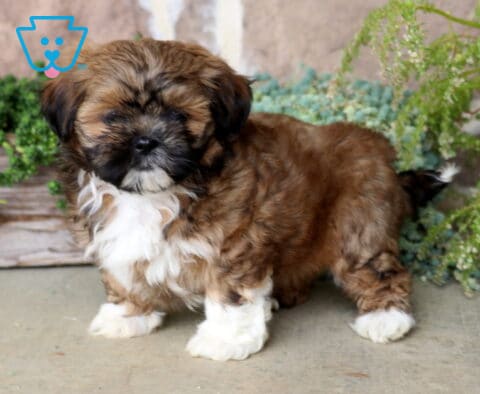 Makayla Shih Tzu